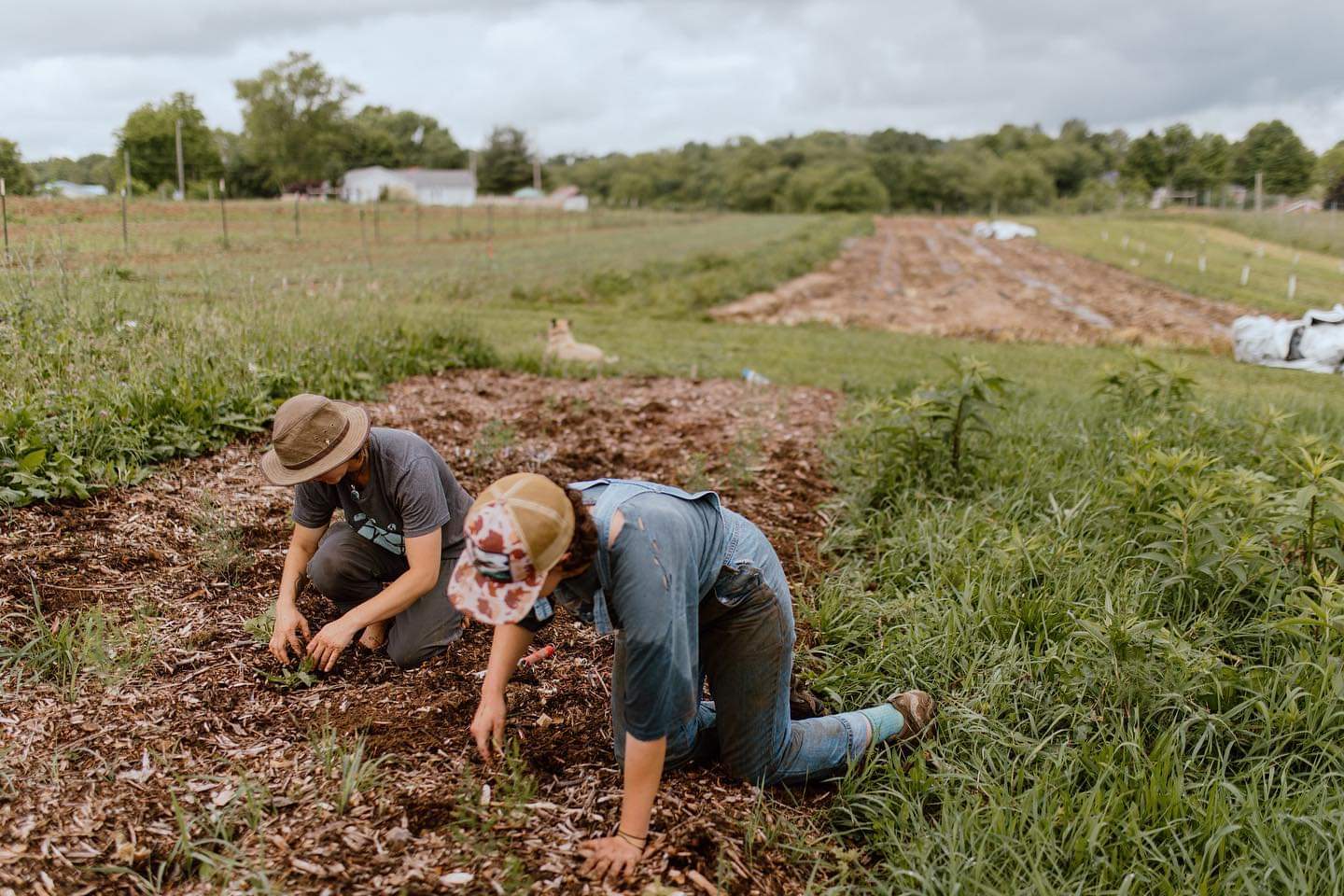 farmers weeding