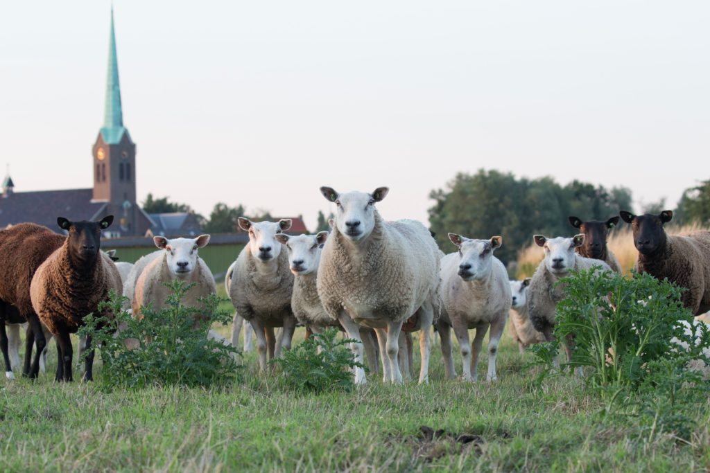 a flock of white and brown sheep facing the camera, with a steepled building in the background